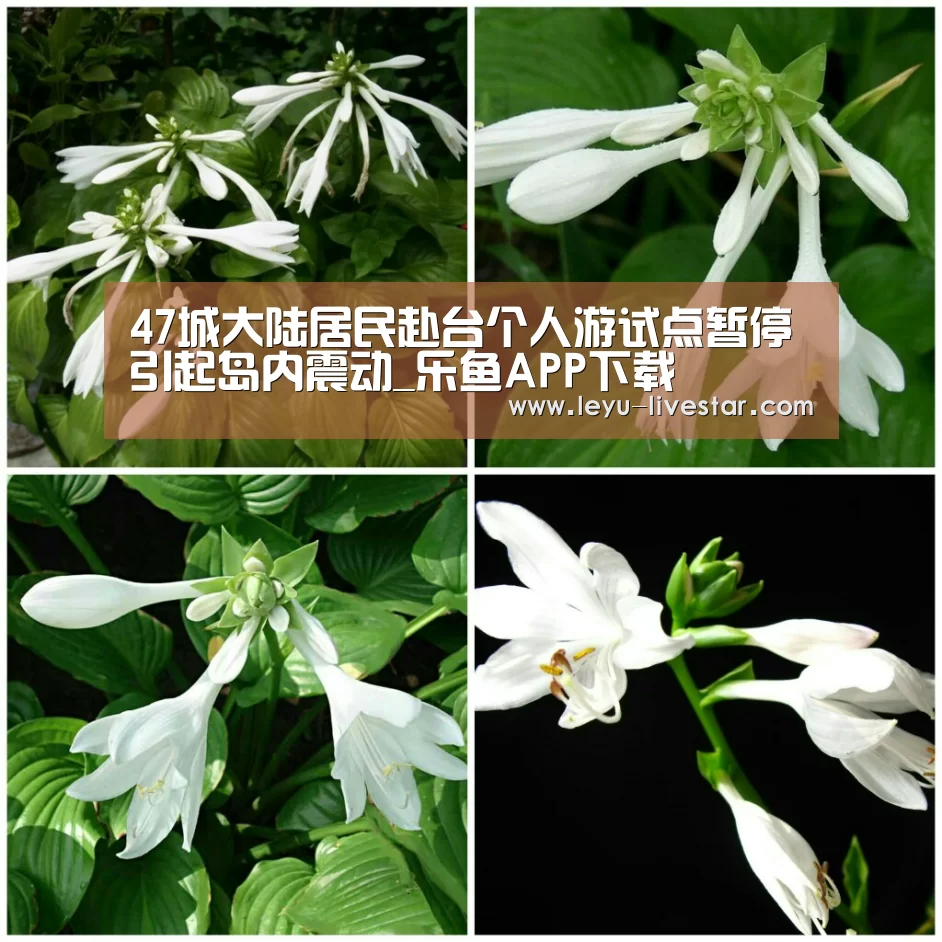 47城大陆居民赴台个人游试点暂停引起岛内震动_乐鱼APP下载(图2) 乐鱼官方入口